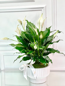  PEACE LILY PLANT