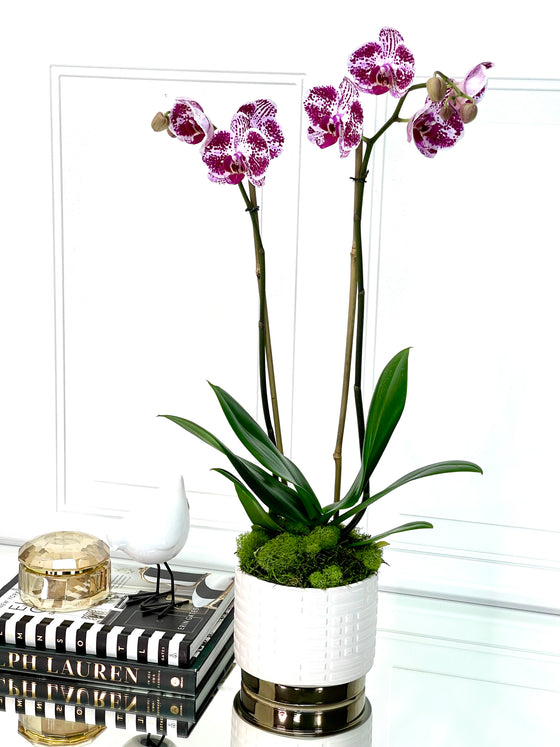 LOVELY ORCHIDS